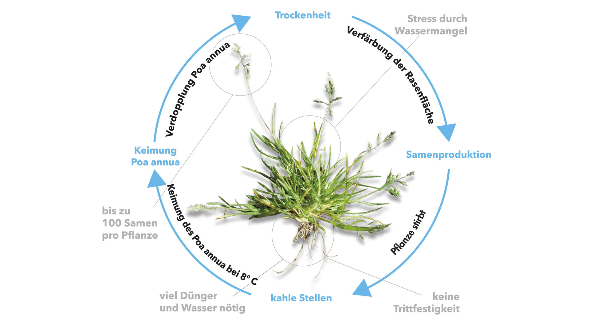 IMAGE-TURF-Poa-Annua-life-cycle-DE-crop.jpg