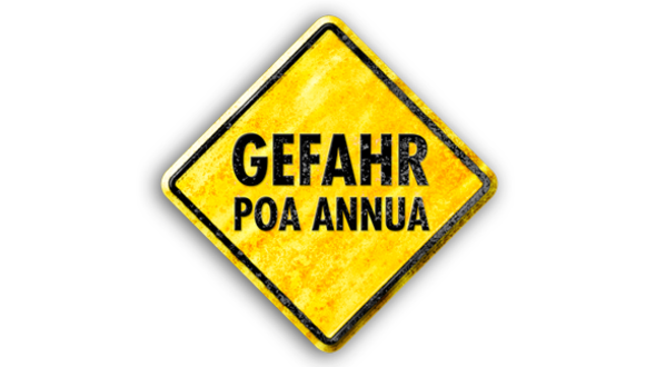 Gefahr Einjähriges Rispengras! Poa-Annua-DE.png